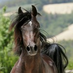 NK Mudeer