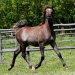 TB Ashhal (11)