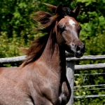 TB Ashhal (12)