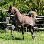 TB Ashhal (13)