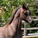 TB Ashhal (14)