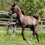 TB Ashhal (15)