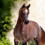 TB Ashhal (3)
