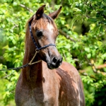 TB Ashhal (5)