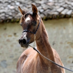 TB Ashhal (8)