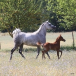TB Helwa+ TB Ashhal by Al Adeed.JPG