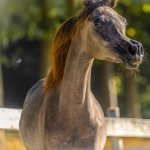 Amira Al Murad Straight Egyptian Filly