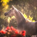 Amira Al Murad Straight Egyptian Filly