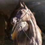 Amira Al Murad Straight Egyptian Filly
