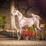 Amira Al Murad Straight Egyptian Filly