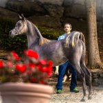 Amira Al Murad Straight Egyptian Filly