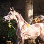 Amira Al Murad Straight Egyptian Filly