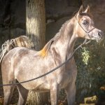 Amira Al Murad Straight Egyptian Filly