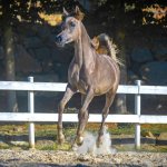 Amira Al Murad Straight Egyptian Filly