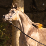 Amira Al Murad Straight Egyptian Filly