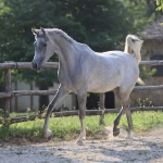 Amoun Amiri Straight Egyptian Mare