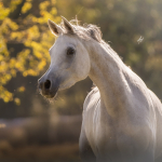 Amoun Amiri Straight Egyptian Mare