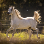 Amoun Amiri Straight Egyptian Mare