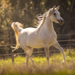 Amoun Amiri Straight Egyptian Mare