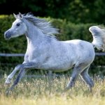Amoun Amiri Straight Egyptian Mare