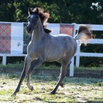 Amoun Amiri Straight Egyptian Mare