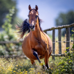 Dhakira Halima Straight Egyptian Mare