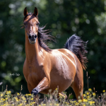 Dhakira Halima Straight Egyptian Mare