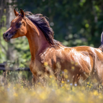 Dhakira Halima Straight Egyptian Mare