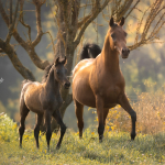 Dhakira Halima Straight Egyptian Mare