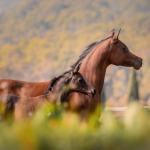 Dhakira Halima Straight Egyptian Mare