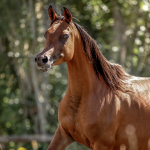 Dhakira Halima Straight Egyptian Mare