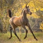 Faisal Al Murad Straight Egyptian Colt