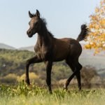 Faisal Al Murad Straight Egyptian Colt