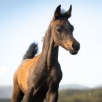 Faisal Al Murad Straight Egyptian Colt