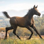 Faisal Al Murad Straight Egyptian Colt