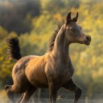 Faisal Al Murad Straight Egyptian Colt