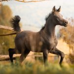 Faisal Al Murad Straight Egyptian Colt