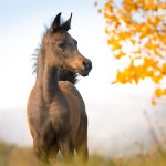 Faisal Al Murad Straight Egyptian Colt