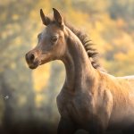 Faisal Al Murad Straight Egyptian Colt