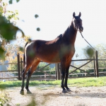 Faridaa Straight Egyptian Mare