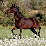 Faridaa Straight Egyptian Mare