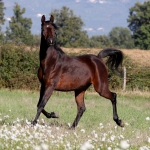 Faridaa Straight Egyptian Mare