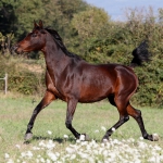 Faridaa Straight Egyptian Mare