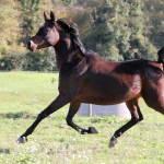 Faridaa Straight Egyptian Mare