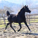 GH Amber Straight Egyptian Mare