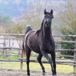 GH Amouna Straight Egyptian mare