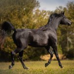 GH Amouna Straight Egyptian mare