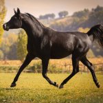 GH Amouna Straight Egyptian mare