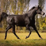 GH Amouna Straight Egyptian mare