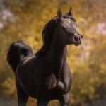 GH Amouna Straight Egyptian mare